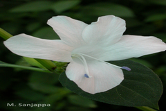 Barleria cristata var. dichotoma